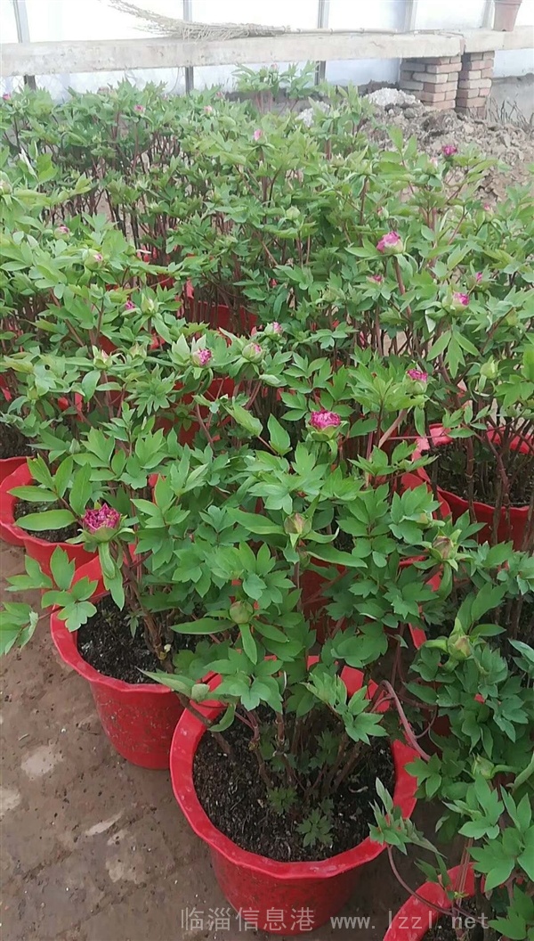 特殊的温室牡丹--春节最美好的礼物