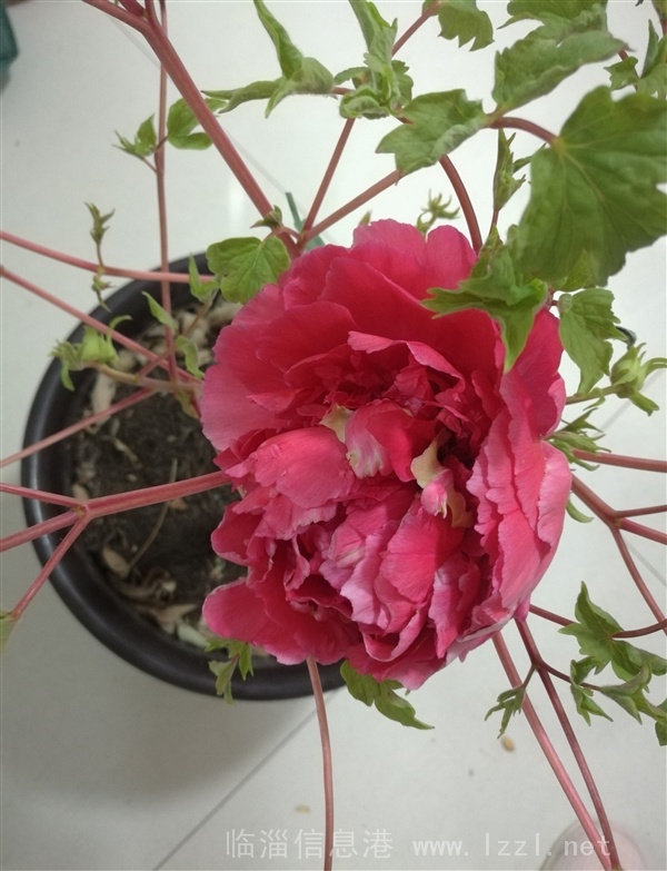 特殊的温室牡丹--春节最美好的礼物