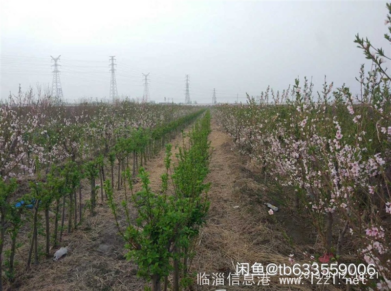 出售桃树、海棠树