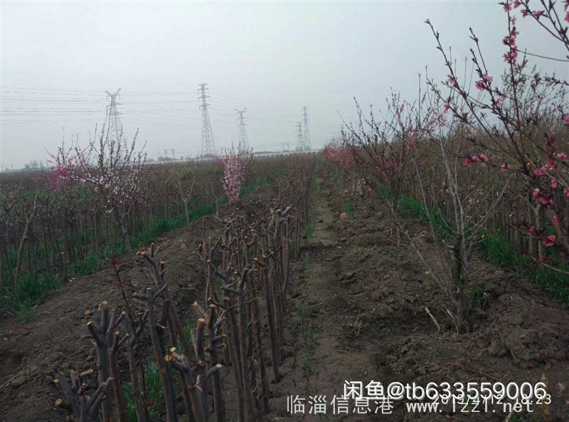 出售桃树、海棠树