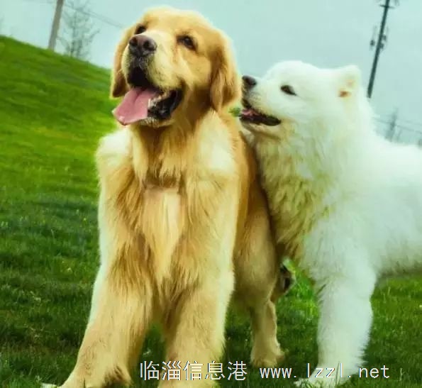 个人收养一只有缘的金毛犬或萨摩狗狗……