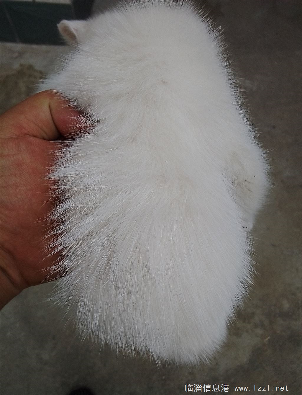 送小白猫一只