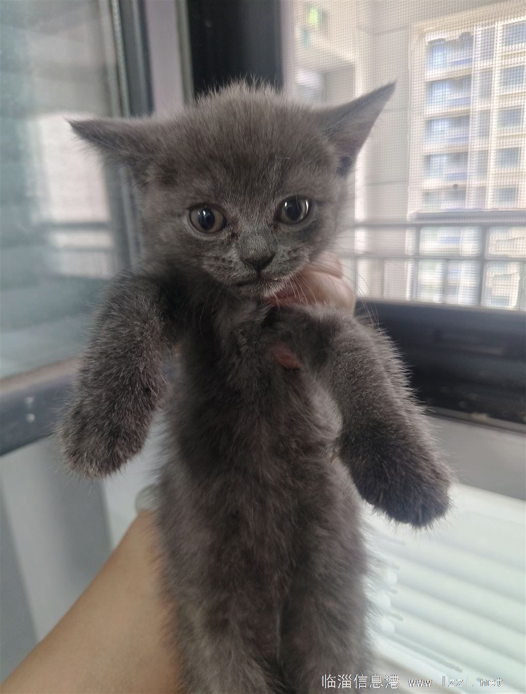 小猫找新家了