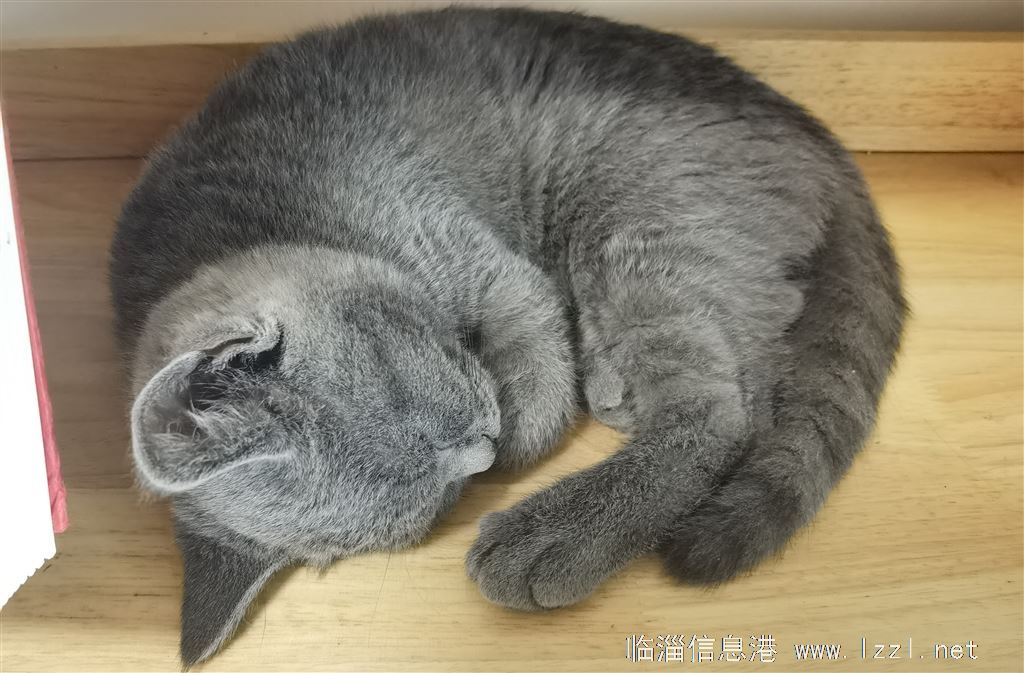 免费领养小蓝猫