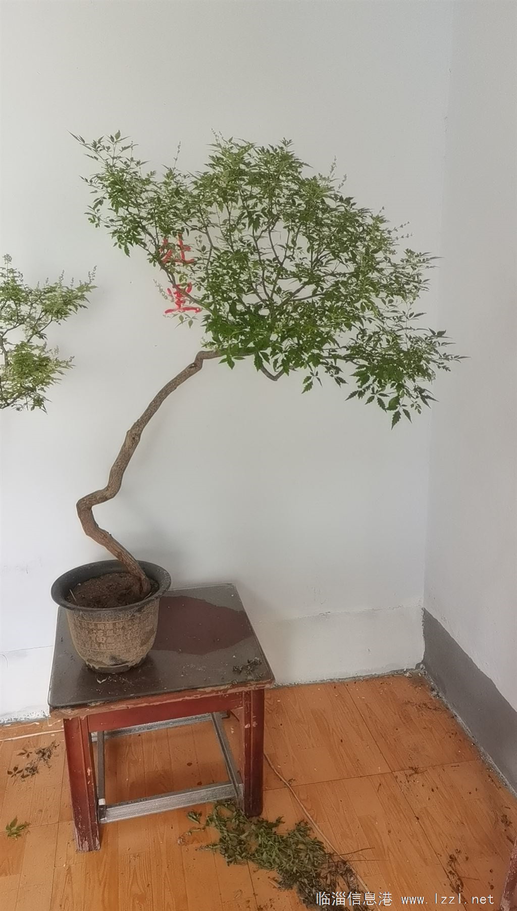 黄荆盆景