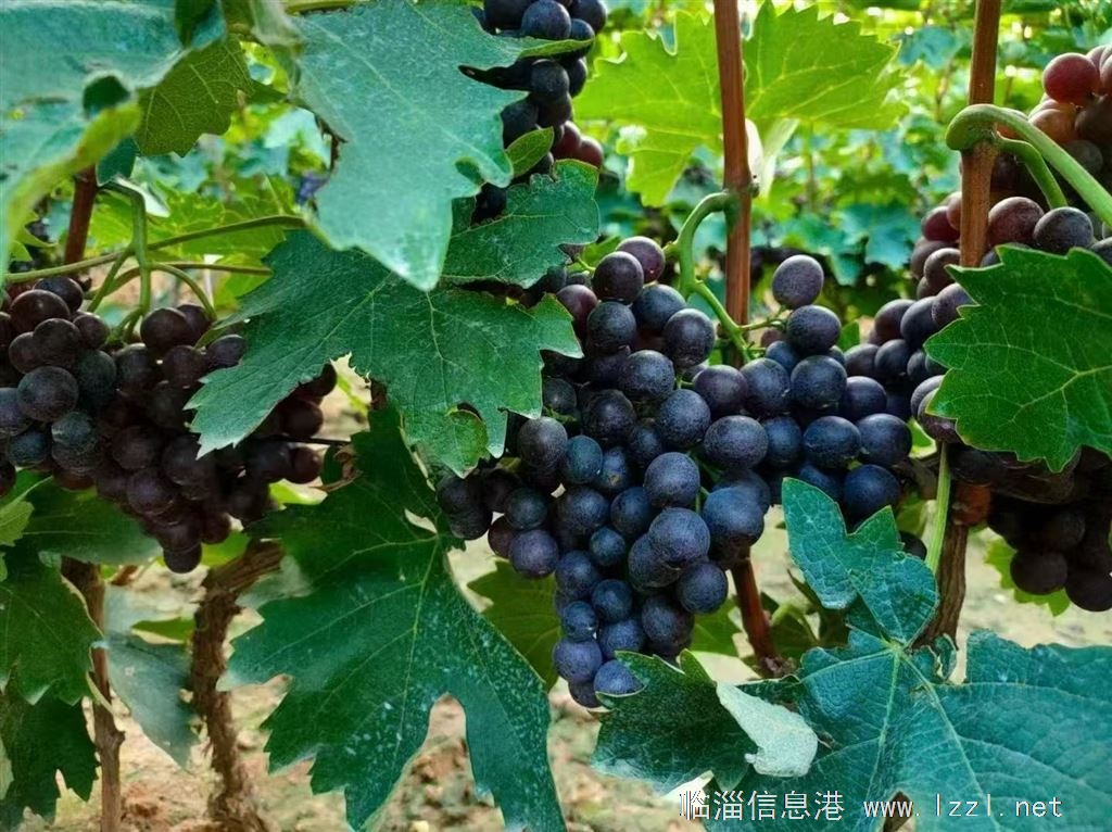 自家种的葡萄开园了，有玫瑰香和巨峰两种口味